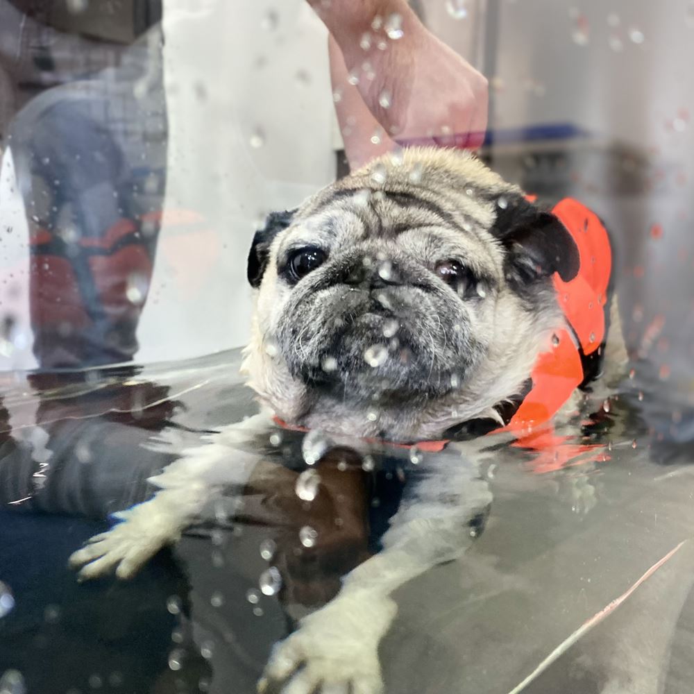 Kedi Ve Köpeklerde Fizik Tedavi Uygulamalarında En Çok Merak Edilenleri Sizler İçin Derledik